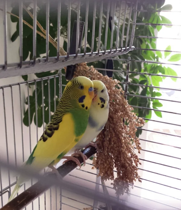 Wellensittich-Bild: Jamie und seine geliebte Bella. Er hat nun zwei Wochen Ampho hinter sich und somit Halbzeit. Bella ist eine ganz wundervolle Krankenschwester. Es ist schön zu sehen, wie sie sich umeinander kümmern.