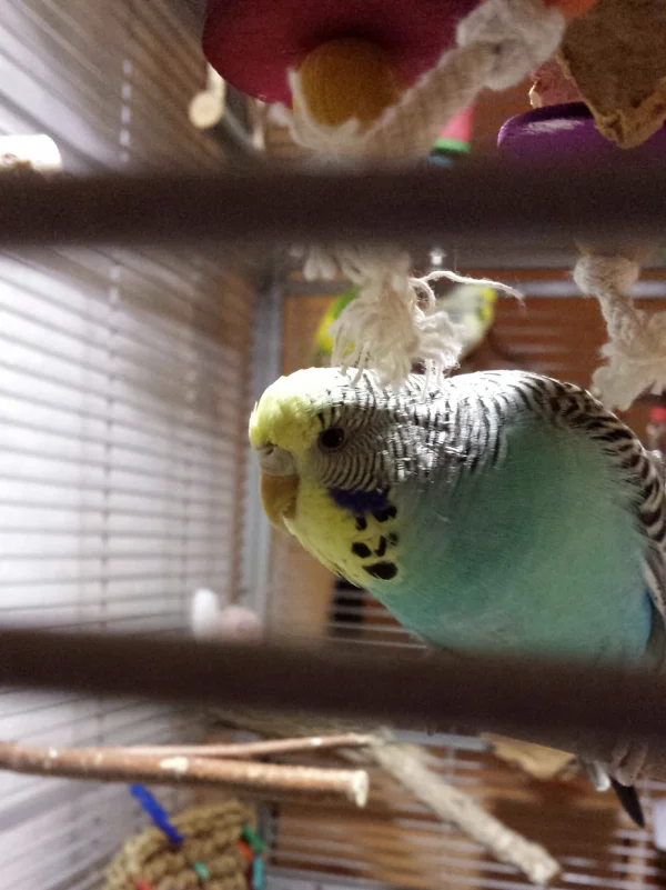 Wellensittich-Bild: Hallo, ich bin Kira, die Ladenhüterhenne, ich bin so happy hier bei der Felo. Ich fliege jeden Tag länger, klettere super gerne und meine größte Leidenschaft ist schreddern. Und meine Kumpels scheinen bei mir zu bleiben. Es wurde noch keiner weggeholt. 