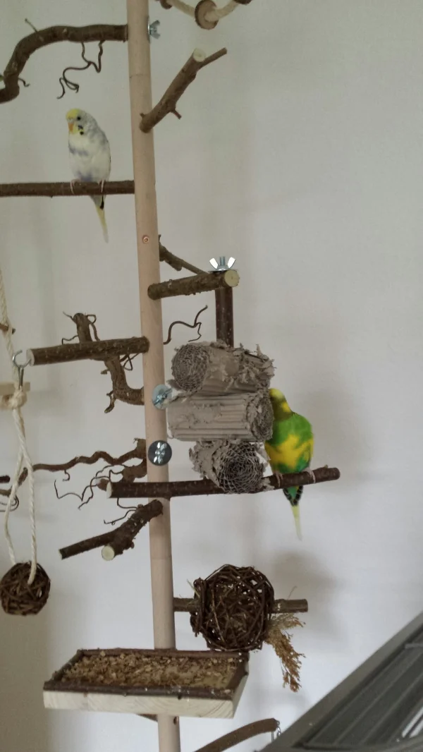 Wellensittich-Bild: Hallo ihr Felos da draussen. Ich bin Bella, hier oben links, auf dem Ast. Schaut euch mal meinen Schatz Jamie an. Der kann vielleicht schreddern. Fast so gut wie ich. Bin so stolz. 