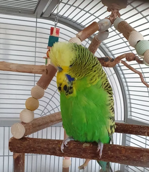 Wellensittich-Bild: Nun lebt Grinch schon einige Wochen in der Welliburg. Er hat sich Nala zur Partnerin erobert und ist ein sehr chilliges Schwarmmitglied.