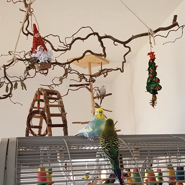 Wellensittich-Bild: Karl, Finn und Nils in der weihnachtlichen Deko-Haselnuss.