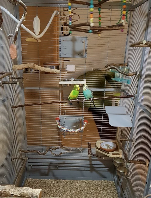 Wellensittich-Bild: Hallo Felos, heute zeige ich euch unsere neuen Sitzstangen. Quer zum Gitter mit zwei Befestigungen sind sie ein toller Ersatz für die Baumwollsitzseile. Sie ragen nicht soweit in den Innenraum, so dass wir noch ganz viel Platz zum Fliegen haben. Natürlich sind sie aus Naturholz. Wir testen die jetzt mal auf Haltbarkeit (ihr wisst schon - Schreddern grins).