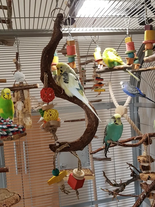 Wellensittich-Bild: Bella hat mutig die neue Spielschaukel erobert und findet es wohl sehr gemütlich.