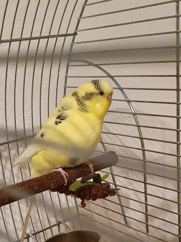 Wellensittich-Bild: Hallo, heute ist Lucky umgezogen in sein neues Zuhause. Zunächst muss er noch einige Tage in Quarantäne bleiben. Dann darf er seinen Schwarm kennenlernen. 