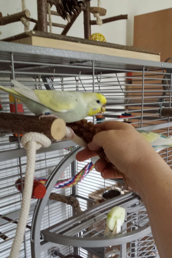 Wellensittich-Bild: Fiona knabbert gerne an Fingern und Händen. Dabei vergisst sie manchmal ganz, dass es KoHi gibt. Sie zupft ganz vorsichtig und forscht auch mit dem Kopf in meiner Handhöhle.