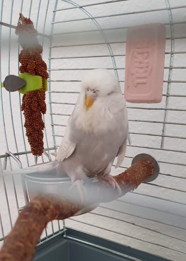 Hedwig