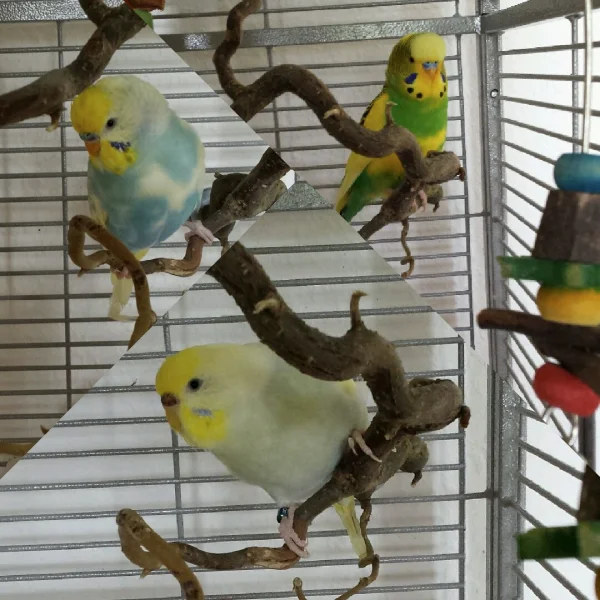 Wellensittich-Bild: Oben links Finn, oben rechts Jamie und in der Mitte unten Fiona.