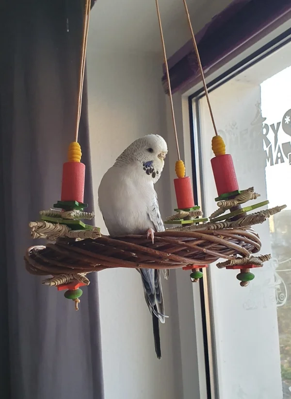 Wellensittich-Bild: Luna wünscht euch einen wunderschönen 4. Advent und Frohe Weihnachten.