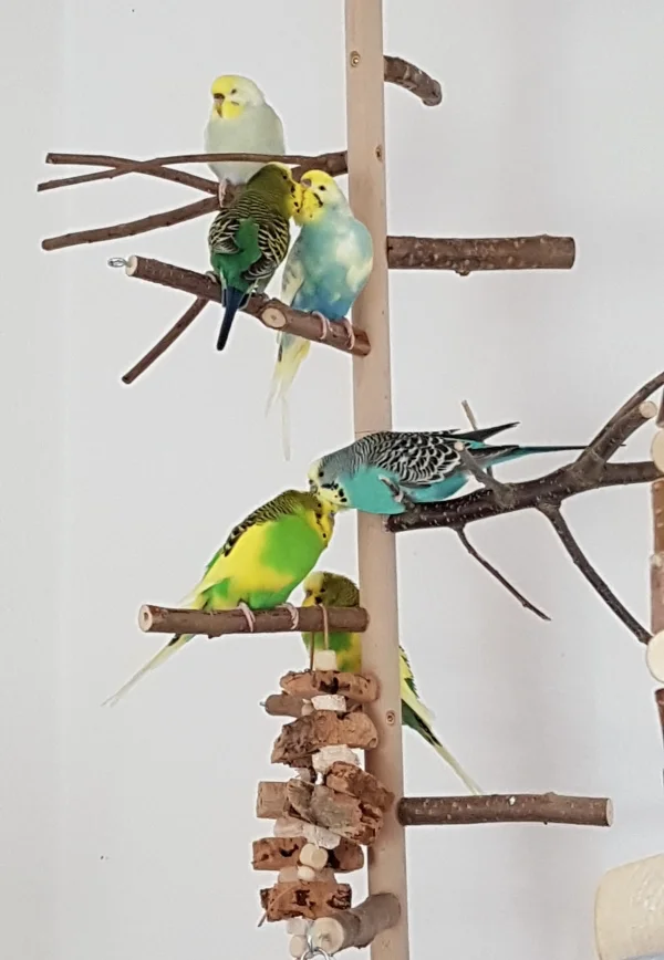 Wellensittich-Bild: Karl und Finn sowie Kira und Elvis im Schmusemodus. So süß wenn sich die Federchen lieb haben.