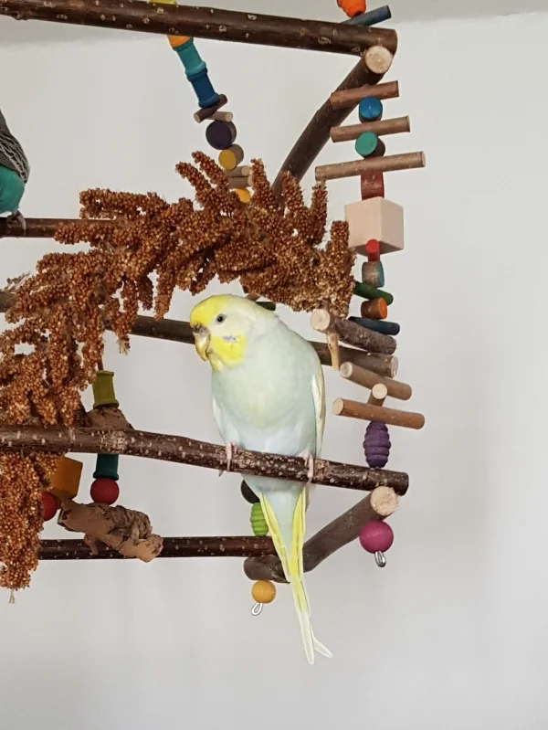 Wellensittich-Bild: Fiona im Glück. Heute kam feldfrische Halbreife Hirse an. Siehst sie nicht süß aus unter dem Bogen?