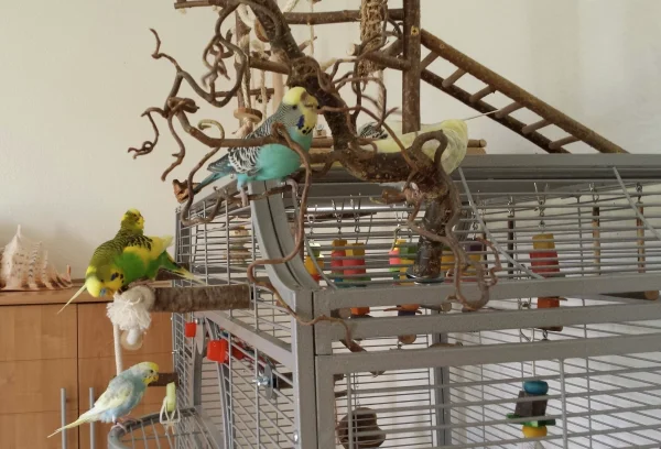 Wellensittich-Bild: Meine sechs Racker im Spieleparadies. Fiona und Kira bearbeiten den neuen Korkenzieherhasel. Elvis wuselt am Baumwollseil (werde ich gleich kürzen). Jamie hält im Hintergrund nach Bella Ausschau, die im Wühlbereich spielt. 
Finn ist jedoch mein Highlight auf dem Bild: Wie er da vor der Gurke steht. Oh, wie bin ich verschossen in meine Bande. 