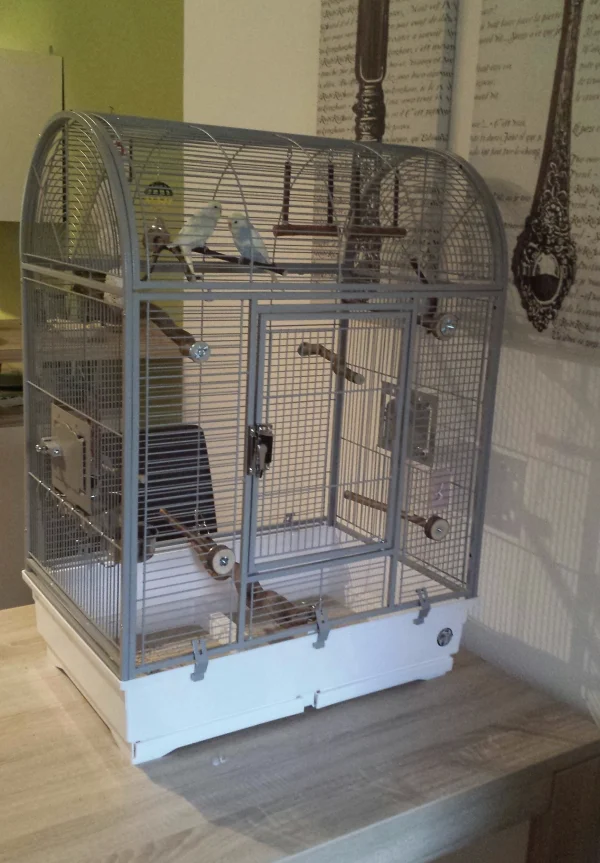 Wellensittich-Bild: Heute sind Finn und Fiona in ein neues Zuhause eingezogen. Der Quarantänekäfig ist für einen längeren Aufenthalt nicht geeignet. Leider dürfen sie noch nicht zu den anderen, da Elvis und Jämie aktuell krank sind. Drückt bitte mal alle Daumen und Krallen, dass bald alle zusammen sein dürfen.