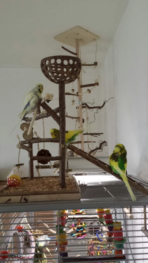 Wellensittich-Bild: Auf dem Volli-Dach chillen Bella, Elvis und Jämie. Kira plündert die Hirse in der Volli. Im Hintergrund der Vogelbaum.