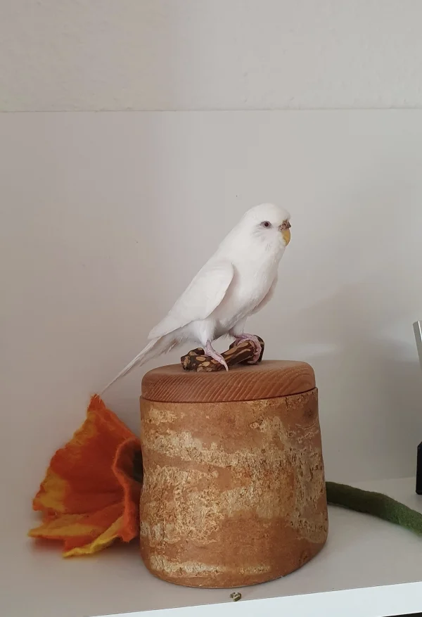 Wellensittich-Bild: Meine süße Albinohenne saß heute auf dieser Dose und ließ sich fein fotografieren. Wie ein kleines Modell nahm sie verschiedene Posen ein. 
