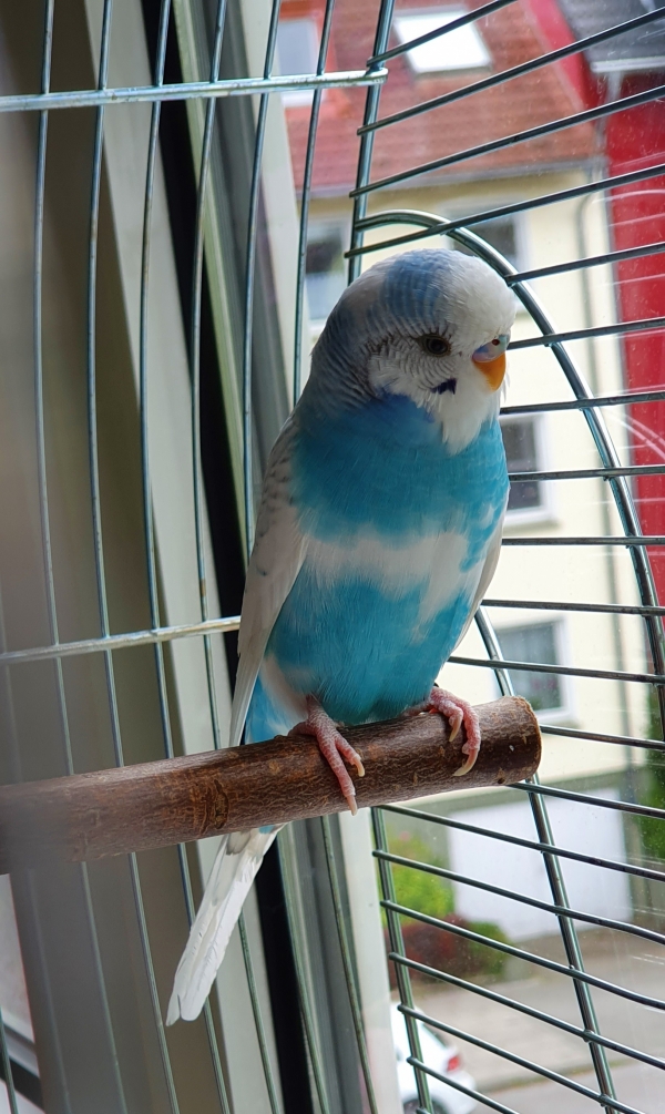 Chiko