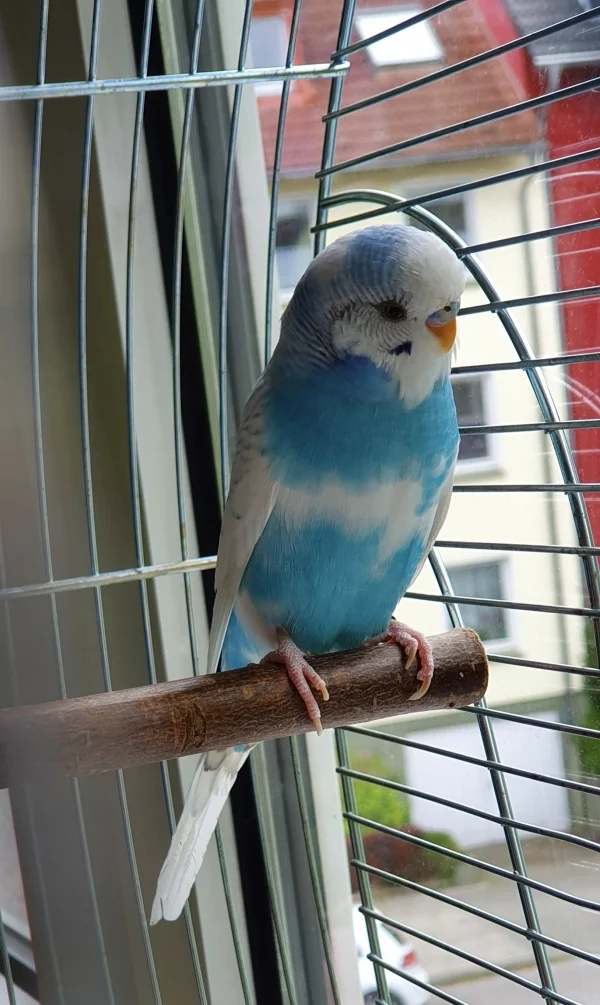Wellensittich-Bild: Heute ist Chiko bei mir eingezogen. Er ist ca. 6 Monate jung und nun zunächst im Quarantänekäfig. Montag geht es zum Eingangsscheck und dann hoffentlich bald zu den übrigen Welliburgbewohnern. 