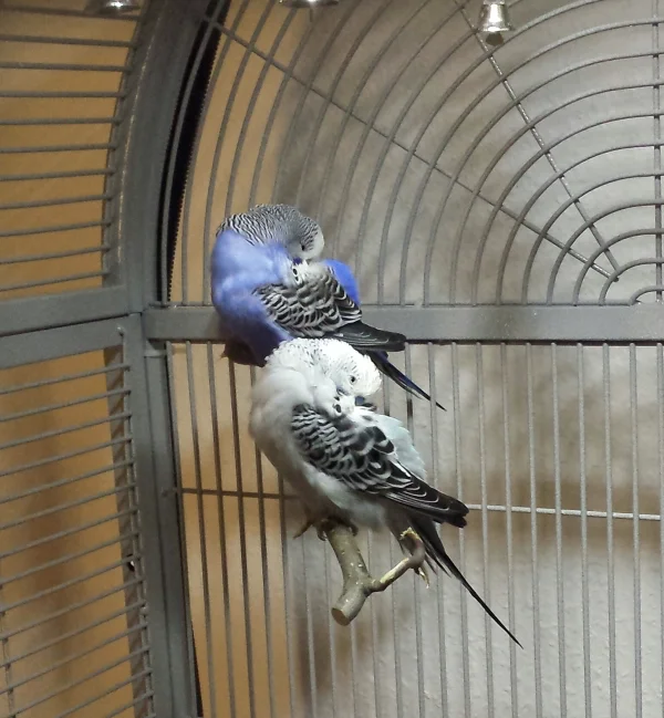 Wellensittich-Bild: Viola und Nils, meine beiden Newbies. Geht da was? Die beiden scheinen sich gut zu verstehen. Viola und Finn sowie Fiona und Nils sind Felos Plan. Mal sehen was die Wellis von dem Plan halten? 