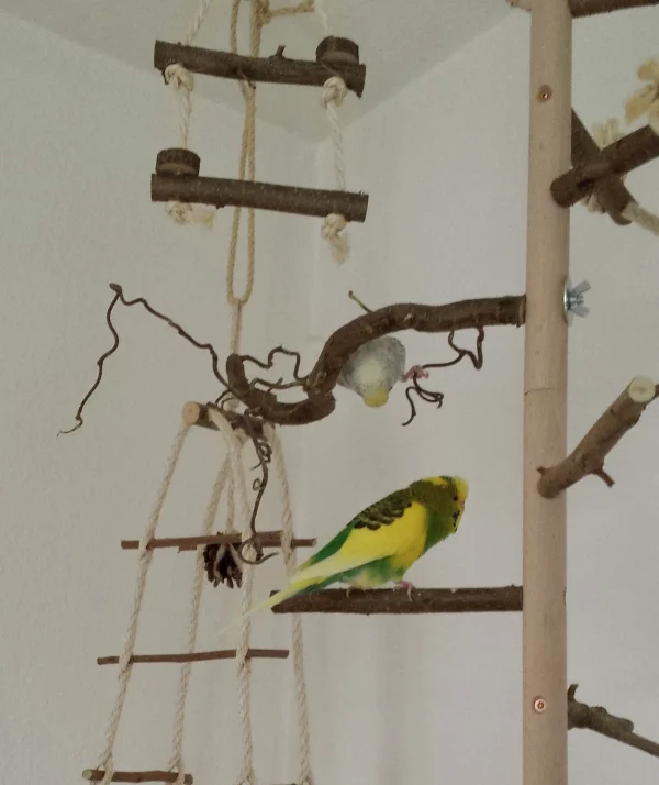 Wellensittich-Bild: Wir spielen fangen. Elvis muss uns gleich suchen. Ist mein Versteck nicht supi. Seht ihr mich? Eure Bella.