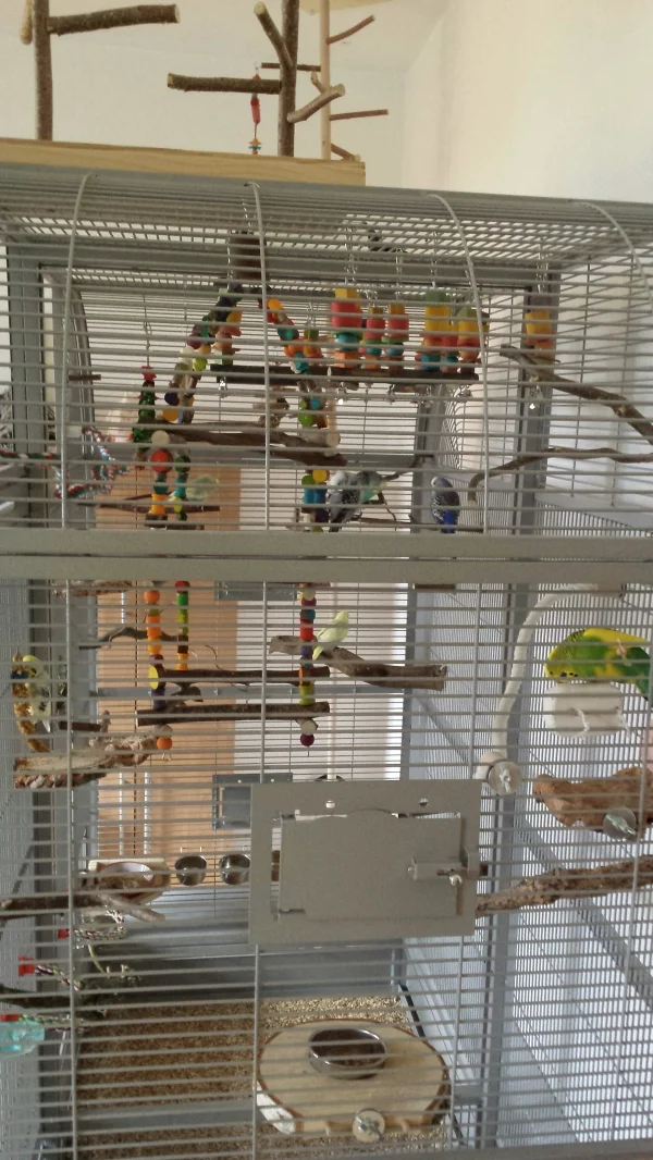 Wellensittich-Bild: Hier sieht man sehr schön die Einrichtung meiner Voli und wie sich alle darin verteilen. 7 Wellis sind im Bild. Flauschi 8 ist am Wassernapf, weit unterhalb der Gritstation im Birkenbrettchen. Im Hintergrund wird auf die Sonne gewartet, die sich jede Minute einschaltet. Ganz oben die Schaukelbettchen. Unten das Esszimmer. Jamie in der Mineralienecke. Bella futtert Kohi am Korksitzbrett. Die Anflugklappen sind unten. Es werden wilde Runden geflogen und dann gehts wieder rein. 