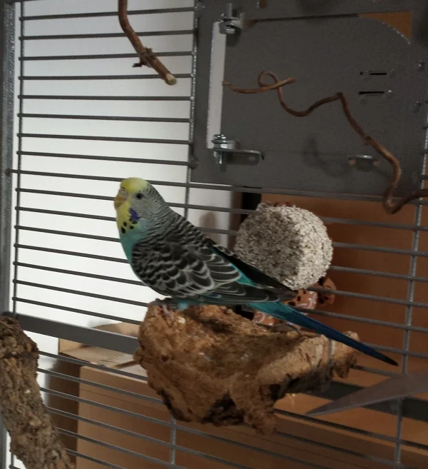 Wellensittich-Bild: Ich bin die Kira. Wollte euch mal zeigen wie ich inzwischen ausschaue. Nach einer sehr langen Zeit im Zoofachgeschäft bin ich jetzt fast 4 Wochen im neuen zu Hause. Ich bin viel schlanker und habe ordentlich Mukis vom vielen Fliegen bekommen. 