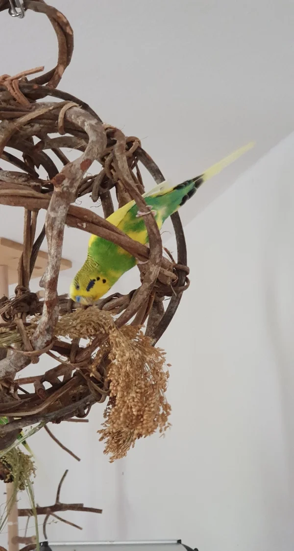 Wellensittich-Bild: Jamie, mein kleiner Sorgenwelli, an einem guten Tag. Unter vollem Körpereinsatz hangelt er sich an die Rispenhirse.