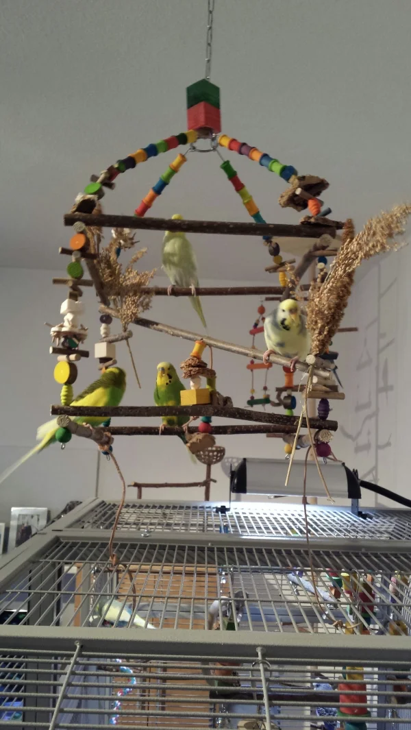 Wellensittich-Bild: Die Felo hat fleissig gebastelt und zum Richtfest lecker Hirse angebracht. Den Wellis gefällt es und die Felo ist glücklich, dass die Racker einen neuen Spielplatz haben.