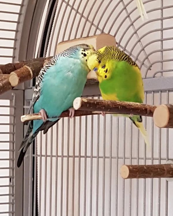 Wellensittich-Bild: Nach der stressigen Überwachung der Felo bei der Voli-Reinigung kuscheln Kira und Elvis erst mal ausgiebig.