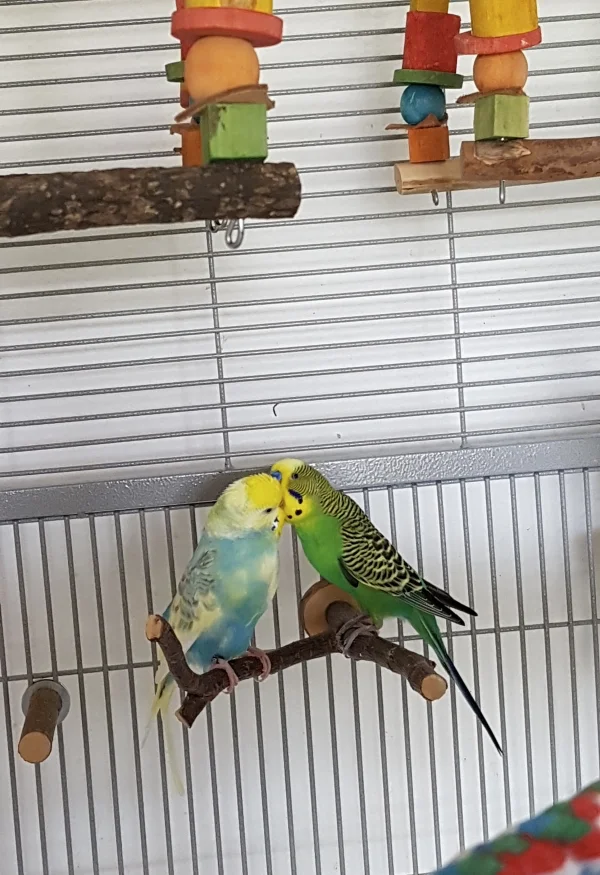 Wellensittich-Bild: Meine Hennen sind wohl nicht blind. Finn mag Jungs. Seit Karl eingezogen ist sind die beiden unzertrennlich. Karl füttert Finn (dabei ist er schon ein bisschen füllig). Finn war etwas erschrocken, als Karl ihn erstmals kraulte. Nun geniesst er es.