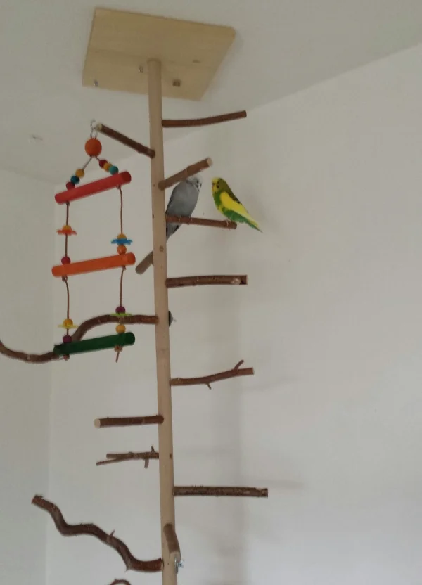 Wellensittich-Bild: Diese unspektakuläre Bild zeigt meine allergrößte Freude. Nach nun fast drei Monaten hat Nils, mein kleiner Grauling, zum ersten Mal ganz aus eigenem Antrieb die Voli verlassen und sitzt mit Jamie im Vogelbaum. Ich glaub die beiden Jungs sind ein Paar geworden und Nils lässt seine Jahre als Einzelwelli immer mehr hinter sich. Boh ich freu mich so doll für den kleinen Schatz.