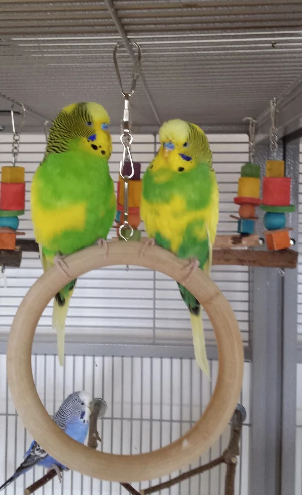 Wellensittich-Bild: Meine beiden ersten Welli-Jungs. Zum Verwechseln ähnlich und ganz dicke Freunde. Jamie ist voll vermausert, wie fast der gesamte Schwarm. Dadurch sind gerade alle etwas inaktiv. 