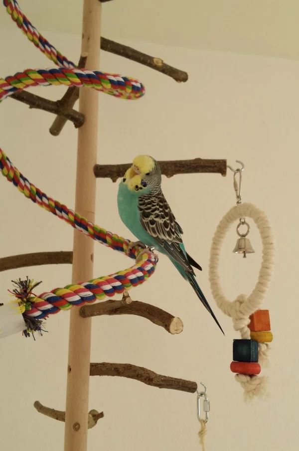 Wellensittich-Bild: Kira beim Sonntagsausflug.
