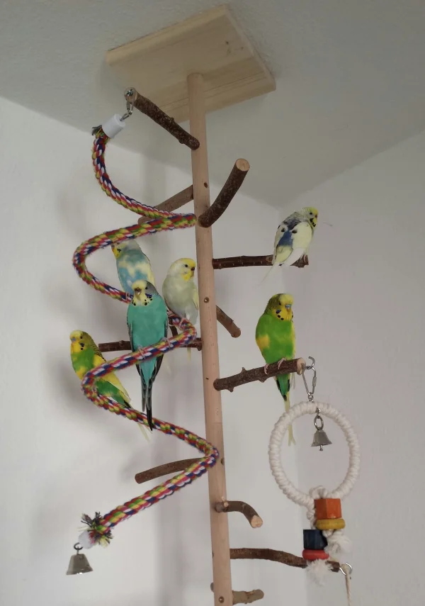 Wellensittich-Bild: Eines meiner liebsten Motive. Meine sechs geliebten Flauschekugeln auf einem ihrer Bäume. 