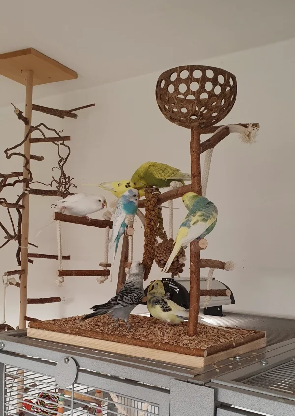 Wellensittich-Bild: Sieben Welliburgbewohner drängeln um eine KoHi. Elvis war das zu viel Stress. Er hat sich seine Ration aus Felos Hand organisiert. Dafür verpasst er nun die Oktobergalerie. 