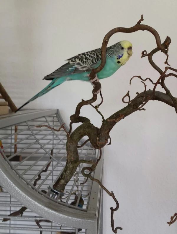 Wellensittich-Bild: Ein Lieblingsort von Kira. Die neuen Korkenzieherhasel werden von ihr abgeknabbert bis sie fertig sind für ihren Einsatz in der Volli.