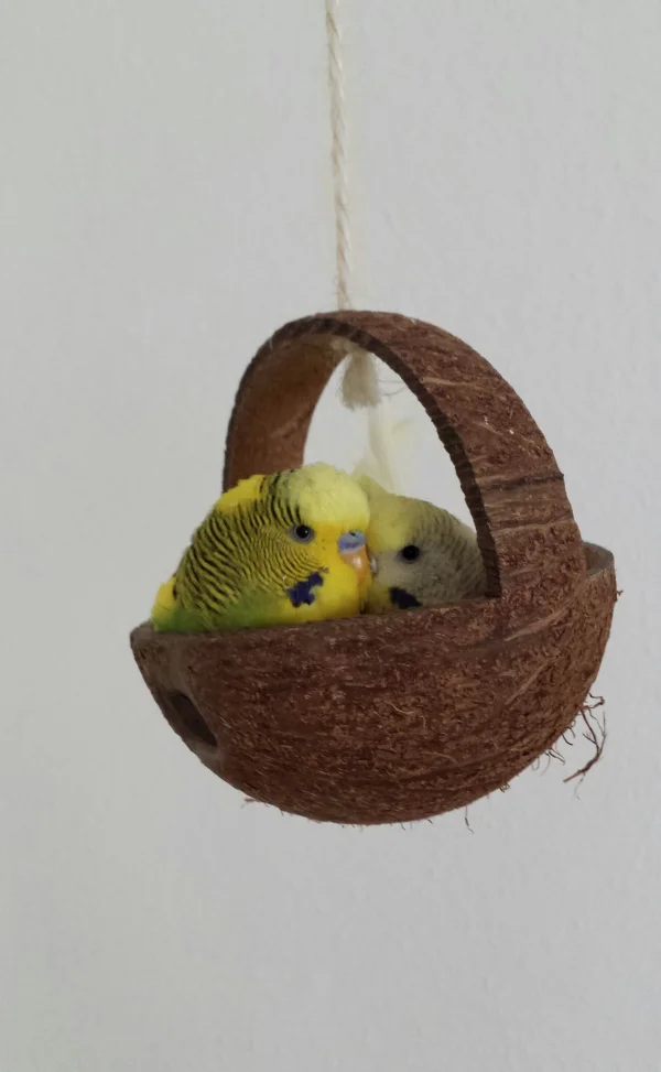 Wellensittich-Bild: Home sweet home. Meine zwei Verliebten Jamie und Bella kuscheln. Ist das nicht süß?
