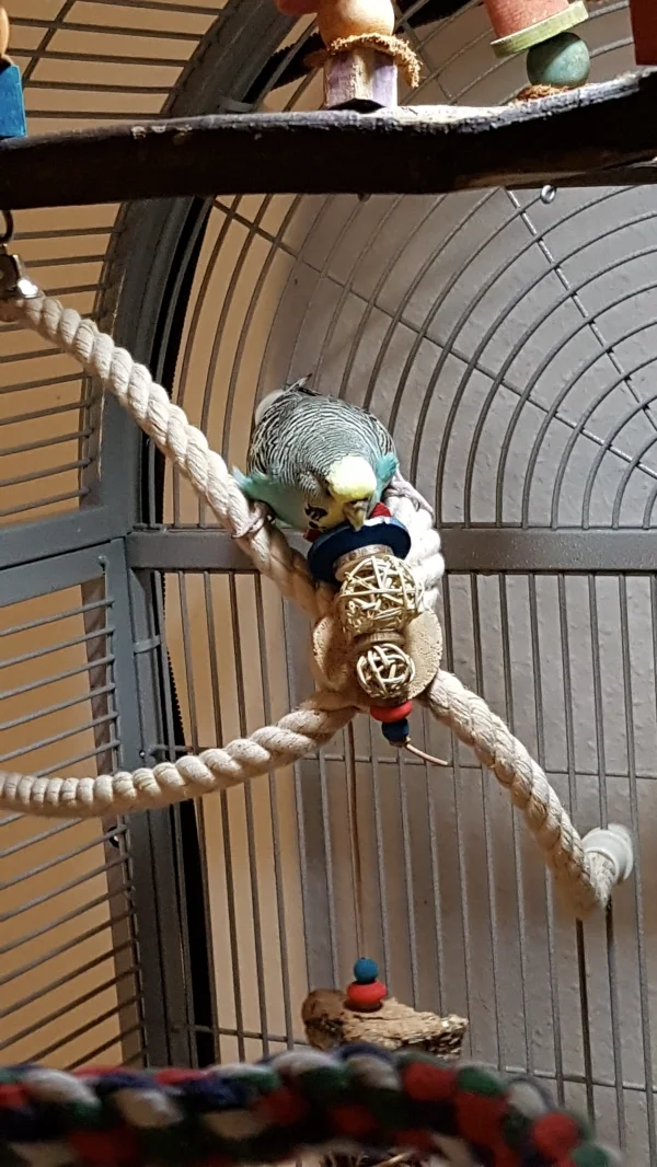 Wellensittich-Bild: Kira die Powerhenne. Stemmt sich mit beiden Beinen gegen die Seile. Drückt mit ihrem Gewicht das Gebamsel fest an den Holzblock. Dann kommt der Schnabel zum Einsatz.
Kira gibt alles. Einfach eine Henne die jede Schredderaufgabe löst. 