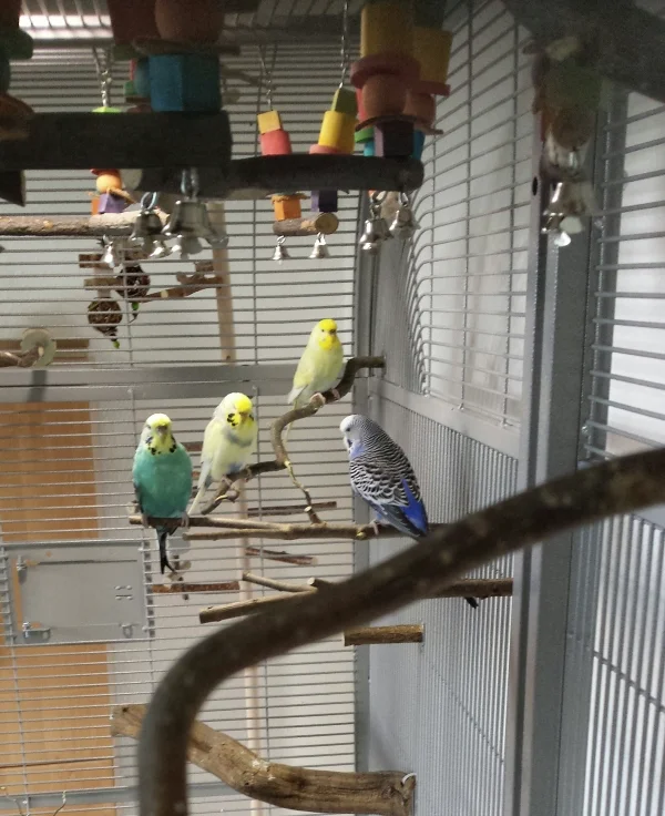 Wellensittich-Bild: Hier seht ihr von rechts nach links Kira, Bella, Fiona und Viola im Solarium. Sie schnattern ausgiebig miteinander. Was sie wohl planen?