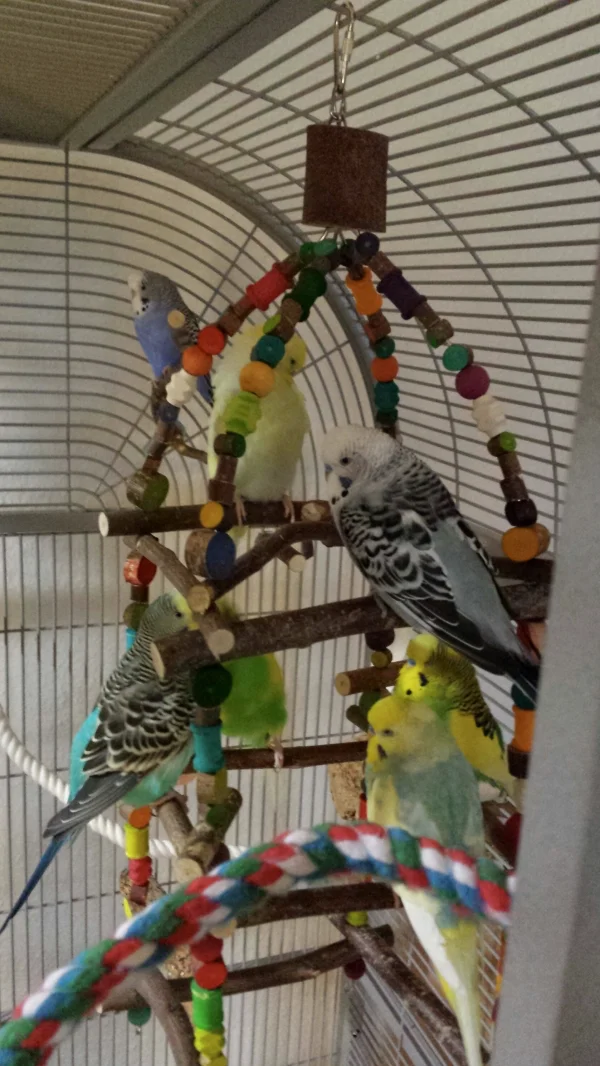 Wellensittich-Bild: Diese selbstgebaute 3stöckige Schaukel ist voll beliebt bei meiner Truppe. Sie sitzen gemütlich im Kreis und halten ihren Plausch. Felo ist total happy.