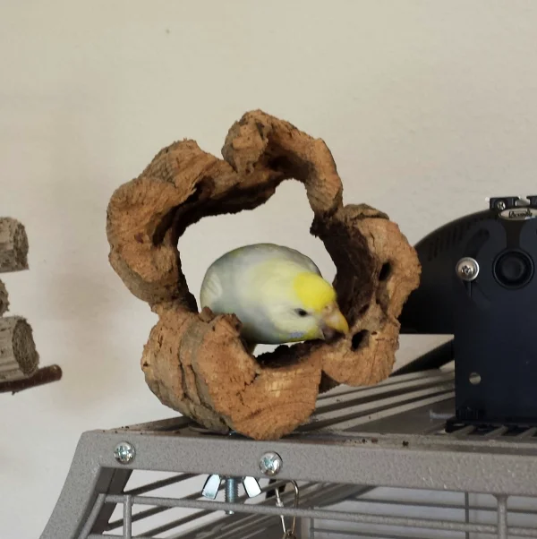 Wellensittich-Bild: Fiona hat ihre Leidenschaft fürs Schreddern entdeckt.