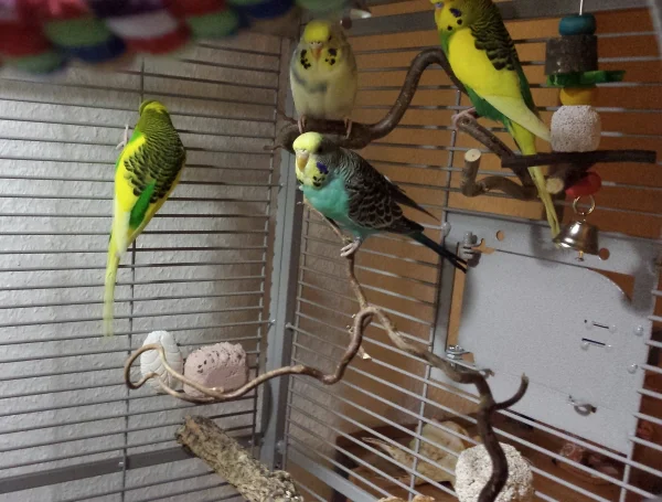 Wellensittich-Bild: Elvis: Menno - schon wieder zu spät zum Gruppenbild. Aber schaut: Ist mein neues Mädchen nicht hübsch? Ich glaub es gefällt Kira bei uns. 