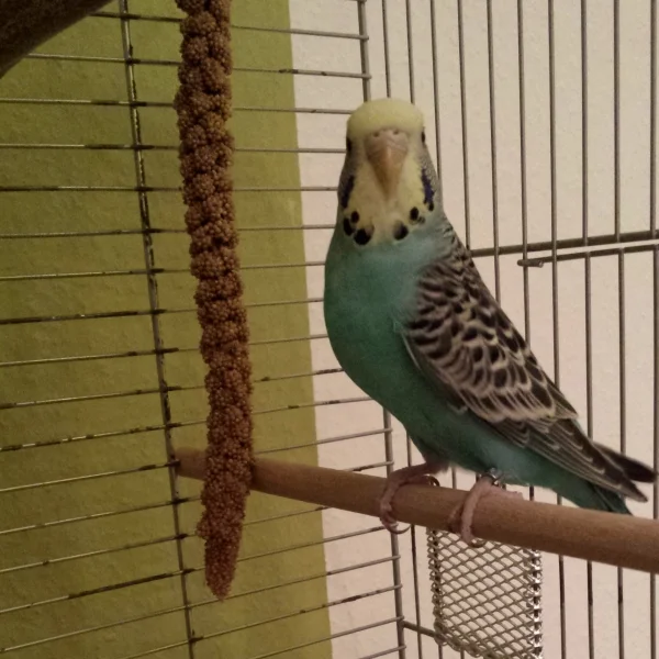 Wellensittich-Bild: Damit mein Witwer Elvis nicht zu lange allein bleiben muss, ist diese hübsche Welli-Dame heute in die Quarantänesuite eingezogen. Sie sucht noch einen Namen. 