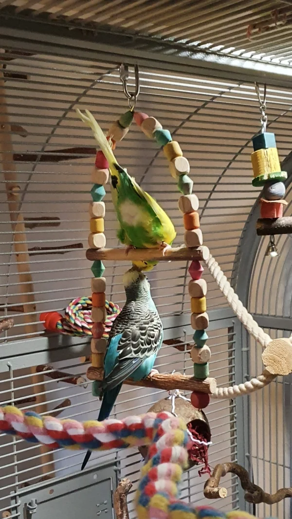 Wellensittich-Bild: Kira und Elvis - seit 5 Jahren ein festes Paar. Liebevoll füttert Elvis seine Liebste. Und dabei noch Akrobatik auf dem Doppeltrapez. 