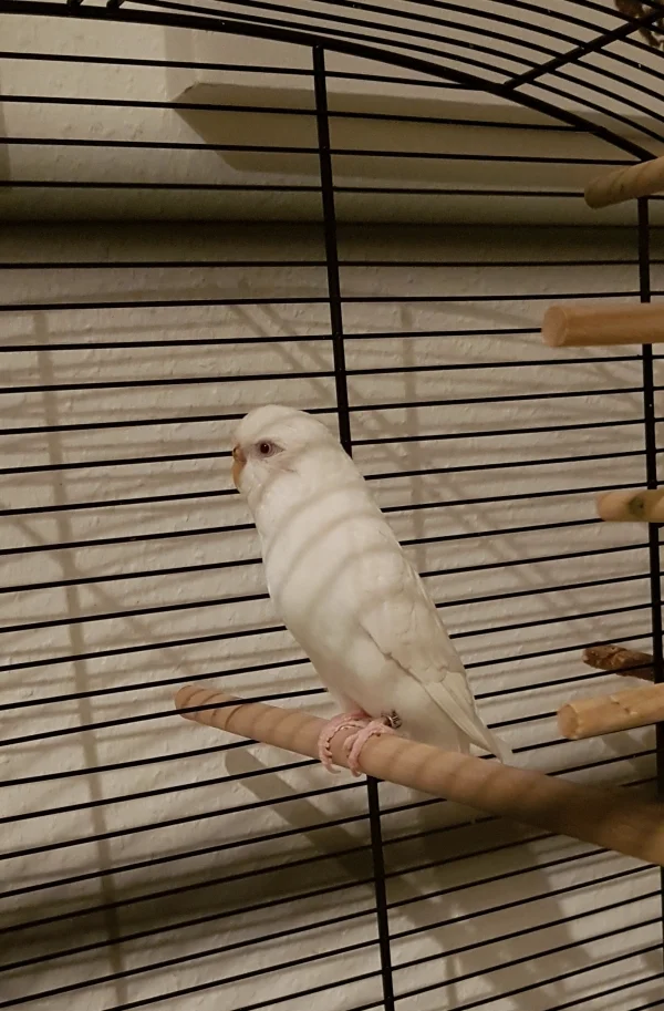 Wellensittich-Bild: Heute ist aus dem Welli.net Vermittlungsbereich Maya aus Langenfeld als 4jährige Welliwitwe Maya eingezogen. Ihr Partner verstarb Mitte Dezember l. J. an Megas. Maya ist Trägerin. 