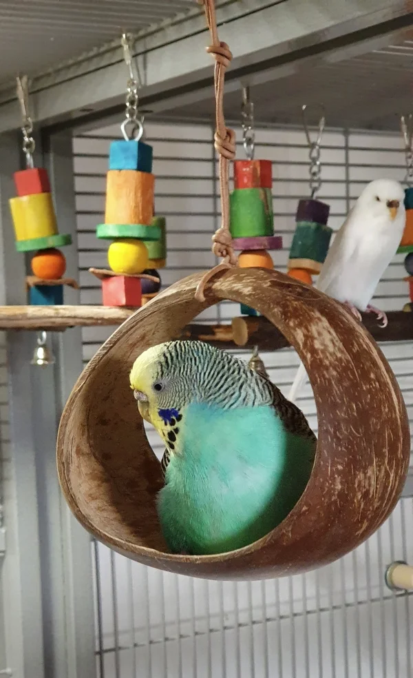 Wellensittich-Bild: Heute musste ich Kira ihre Lieblingsschaukel wegnehmen. Sie drohte schredderattackenbedingt zu zerbrechen.
Sie schaute mich auch etwas böse an. Aber schon eine knappe Stunde später sitzt sie in der neuen Kokosringschaukel. Schaut sie nicht sehr zufrieden? 