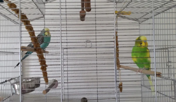 Wellensittich-Bild: Das erste Foto der Vergesellschaftung von Kira und Elvis. Nach okay vom vkT darf Elvis bei ihr einziehen bis ein endgültiger Laborbefund vorliegt. Sie wollte nicht fressen und er stritt sich mit Jamie. Nun können sich die Zwei kennenlernen. Hoffentlich wird es Liebe.