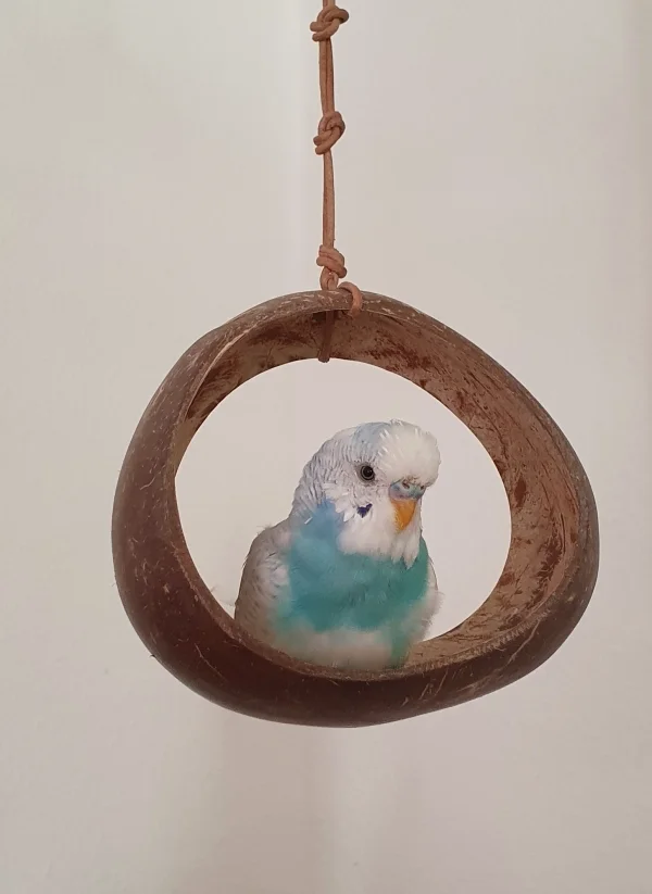 Wellensittich-Bild: Mein kleiner Chiko hat einen Lieblingsplatz. Er mausert total, aber sooo süß. 