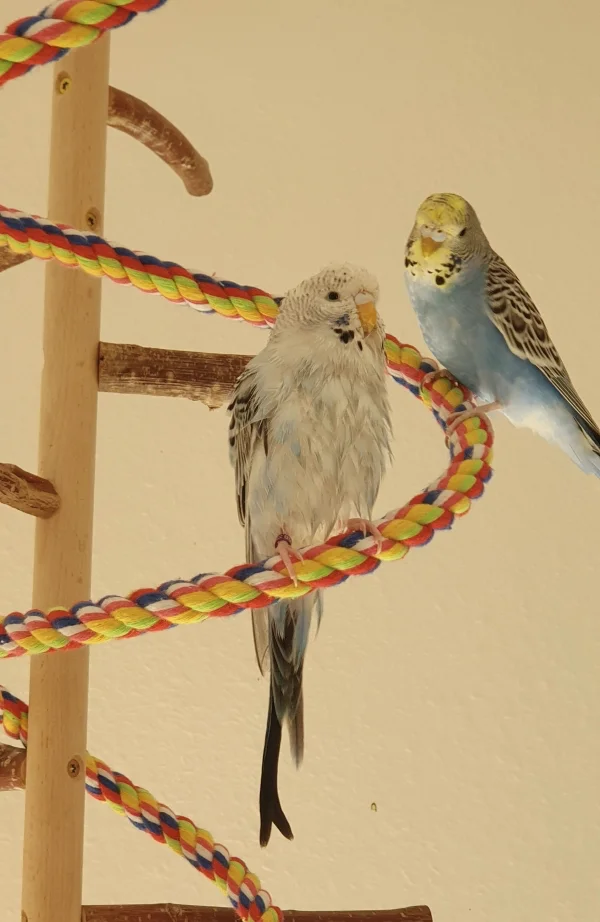 Wellensittich-Bild: Luna pudelnass nach einem Bad in Feldsalat. Zum Abtropfen saß sie dann gemütlich auf der Frotteeleine. Dori leistet ihr Gesellschaft. Die beiden sind beste Freundinnen.