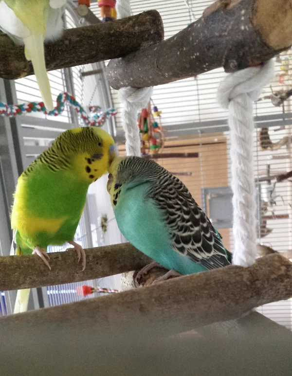 Wellensittich-Bild: Elvis und Kira entdecken neue Plätze für zärtliche Krauleinheiten. Langsam werden sie heimisch im neuen Palast.