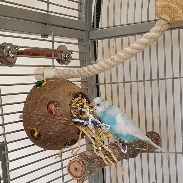 Wellensittich-Bild: Chiko kommt aus Einzelhaltung und sein neues Leben im Schwarm ist sein Abenteuerland. Er spielt von früh bis spät und ist die pure Lebensfreude. Er bringt ordentlich Schwung in die Welliburg. 