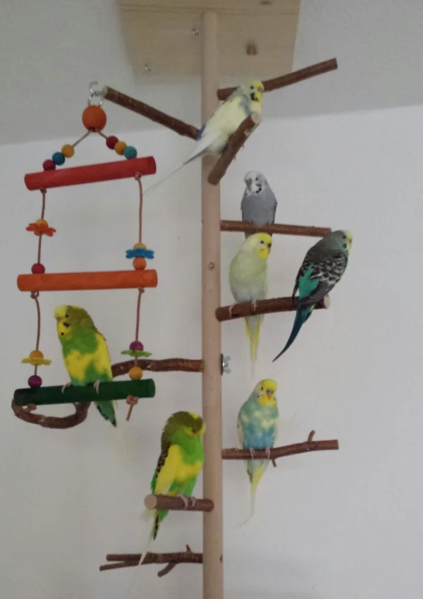 Wellensittich-Bild: Heute hatte Neuzugang Nils seinen ersten Freiflug. Er wirkt winzig zwischen den anderen. Aber er wird schon wieder stark werden und zunehmen. Er hat die ersten Runden gut gemeistert. 